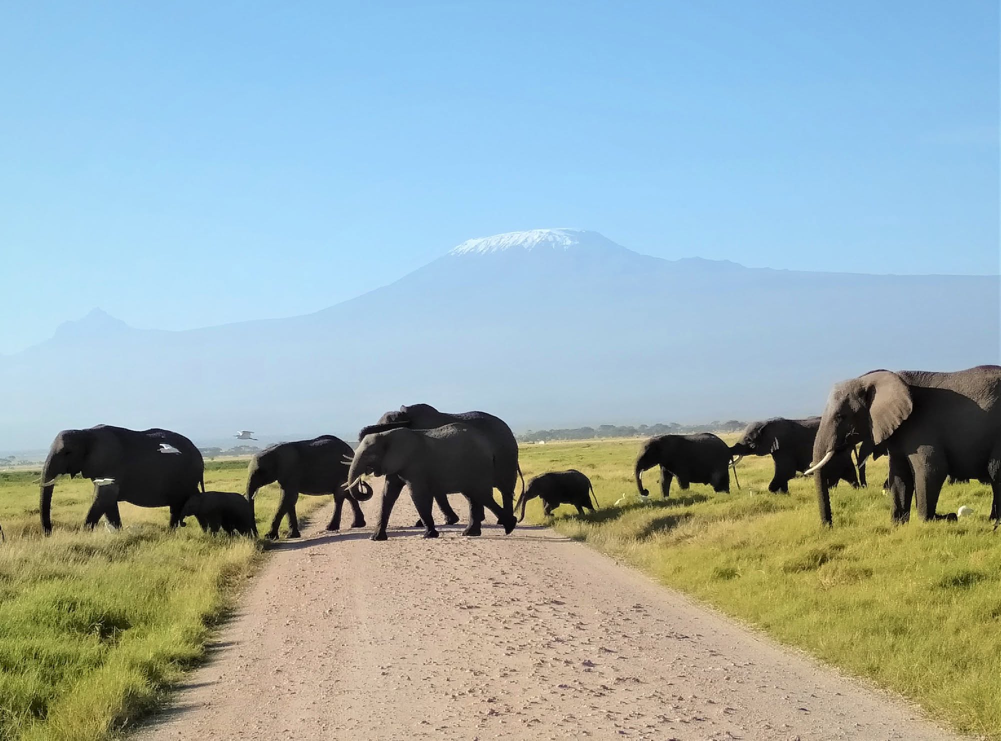 4 Days Lion & Kilimanjaro Trail – Tsavo West, Amboseli & Tsavo East gallery image 3