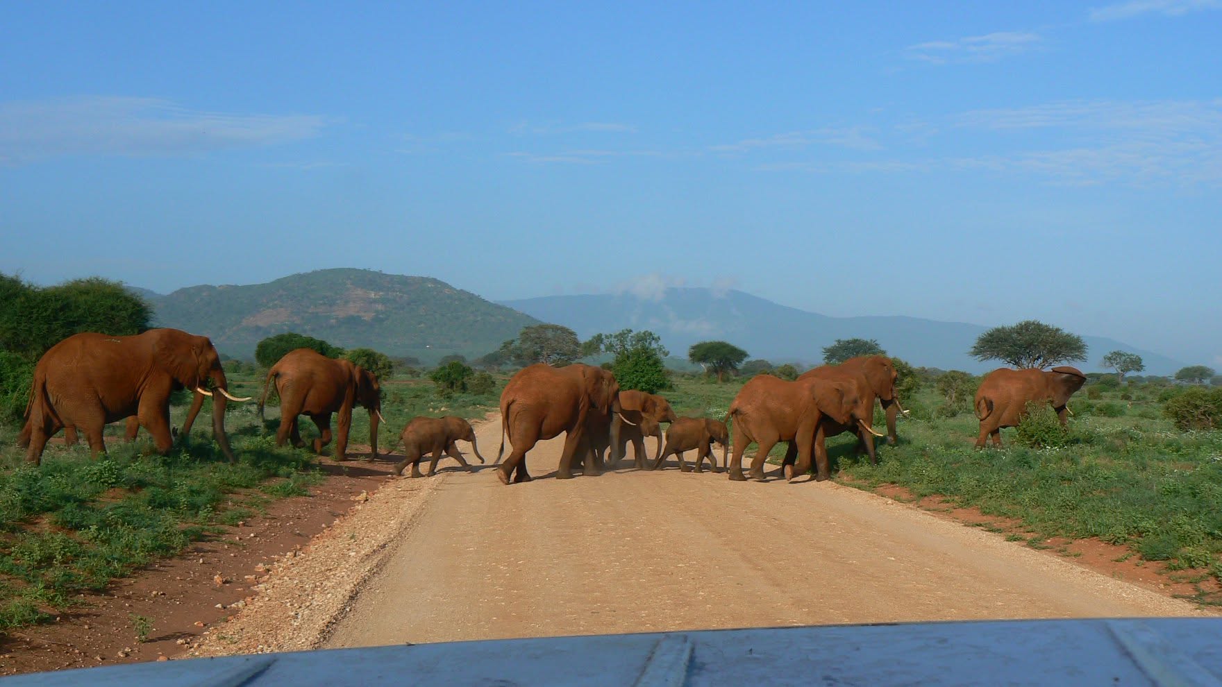 Tsavo East – 1 Day Tour