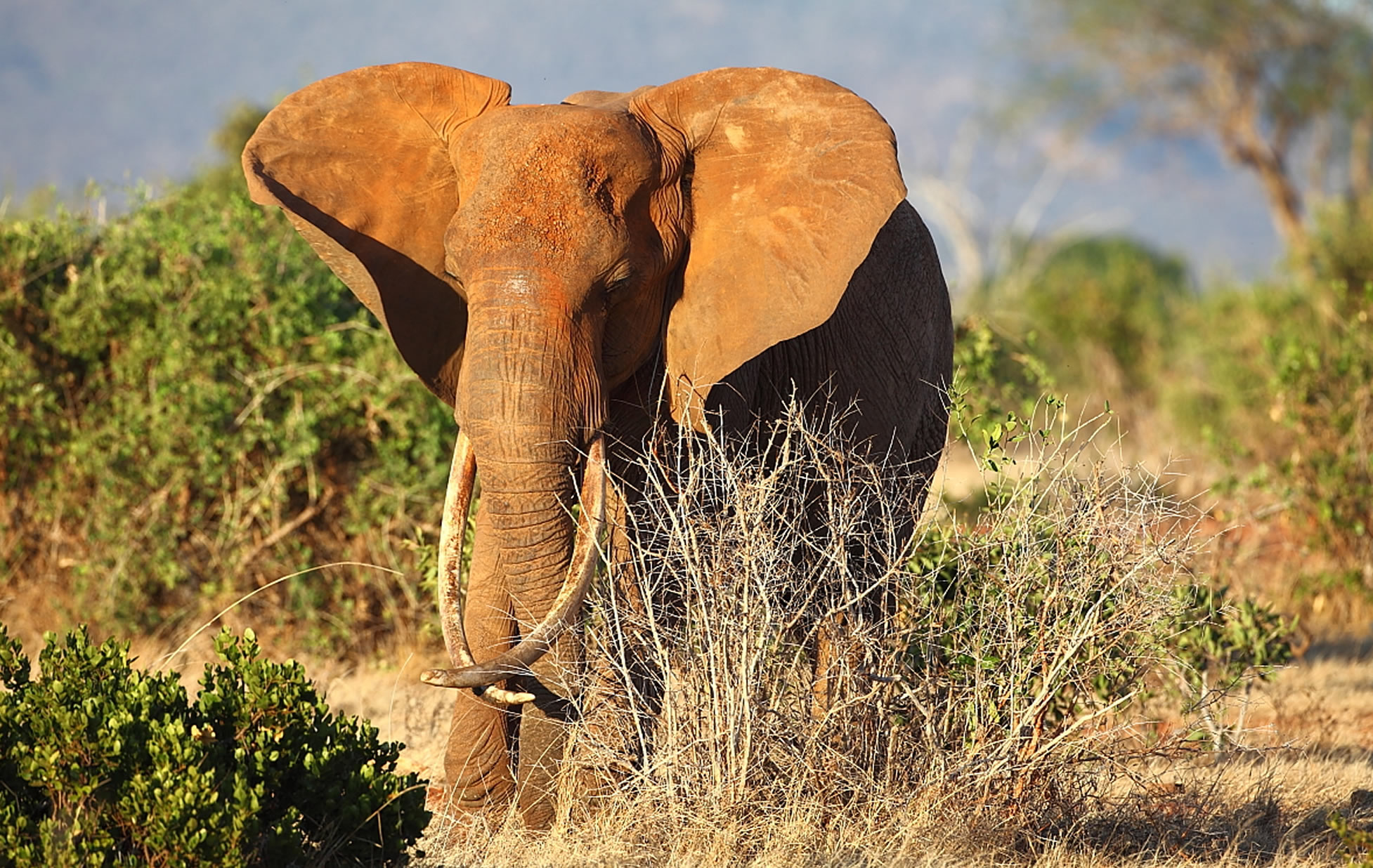 3 Days Pole Pole Safari – Tsavo East & Tsavo West gallery image 3